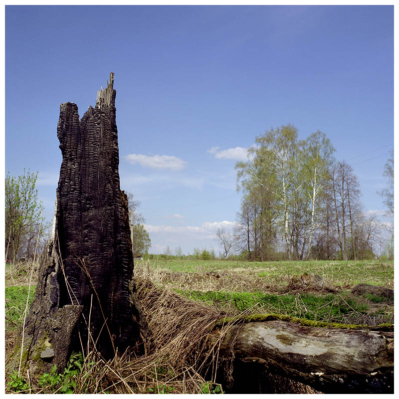 фото "Про жизнь и смерть" метки: пейзаж, весна, лес