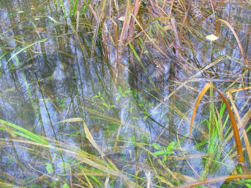 фото "для тех, кто видит" метки: пейзаж, вода, лето