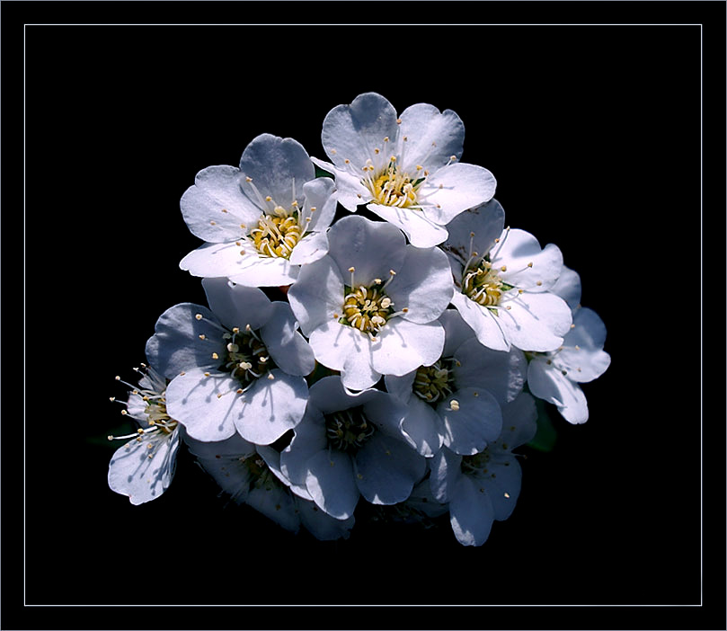 photo "***" tags: macro and close-up, nature, flowers