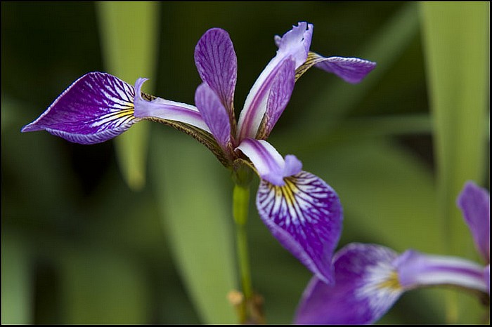photo "Iris" tags: macro and close-up, nature, flowers