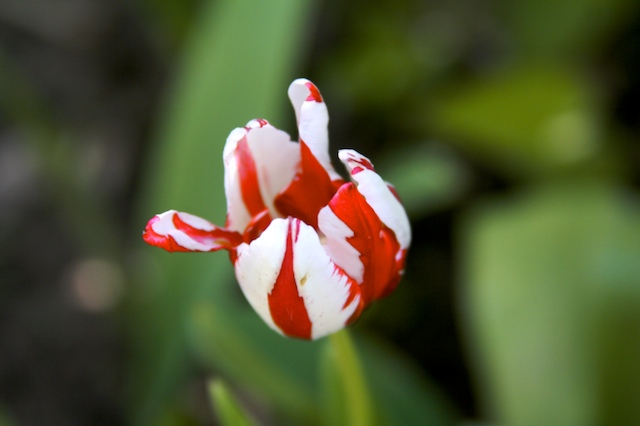 photo "small ears" tags: nature, macro and close-up, flowers