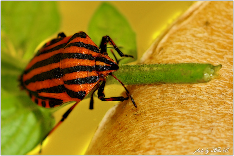 photo "***" tags: nature, macro and close-up, insect