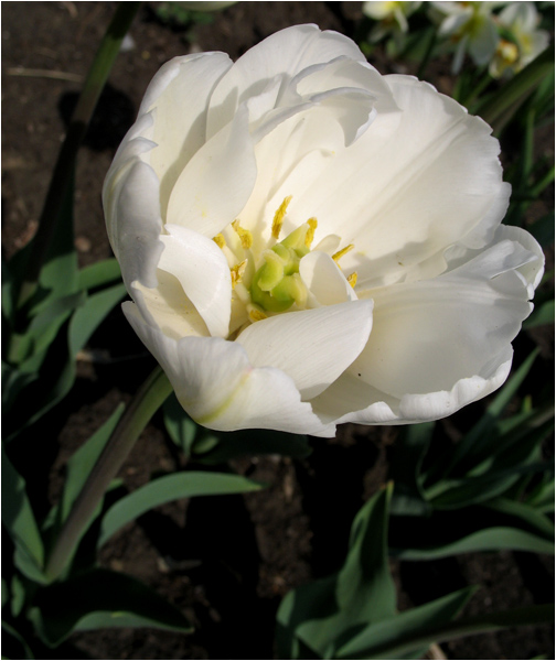 photo "Pure white" tags: nature, macro and close-up, flowers