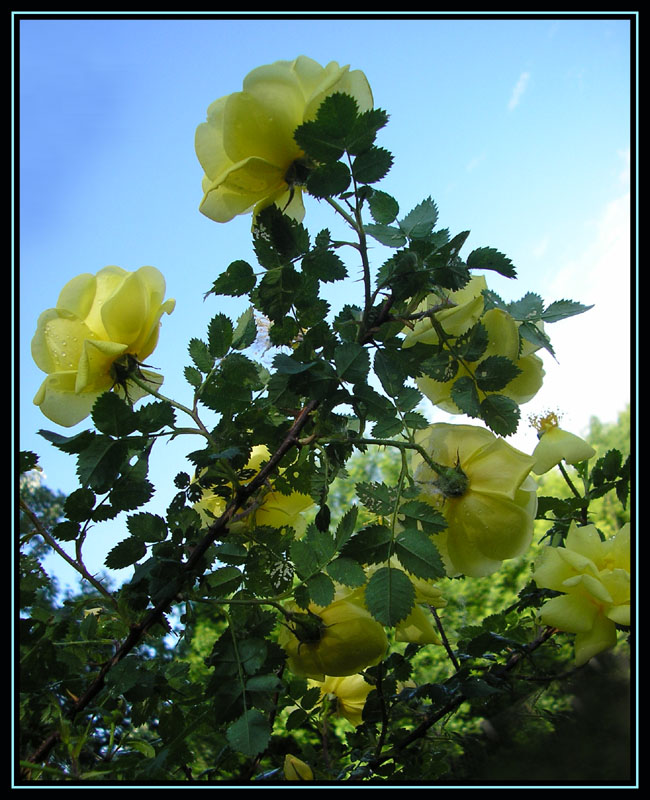 photo "***" tags: nature, flowers