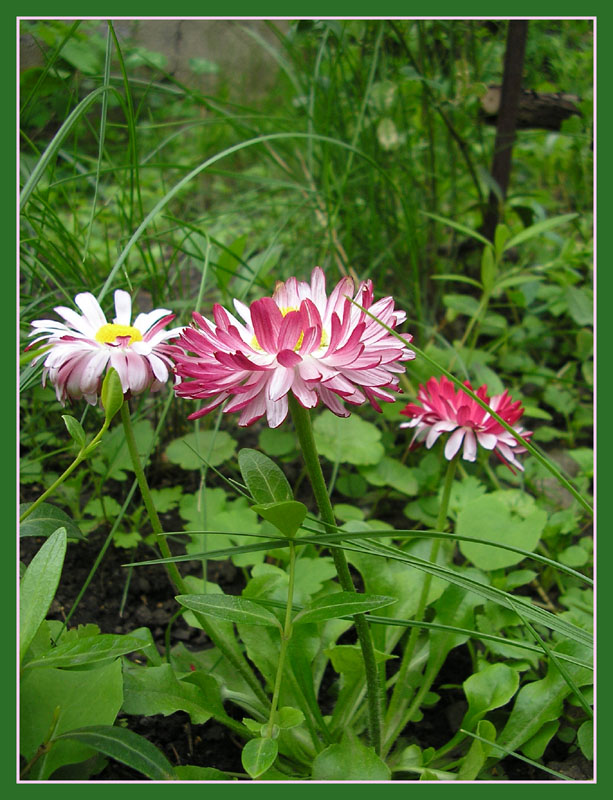 photo "***" tags: nature, flowers