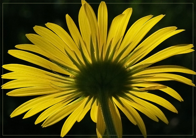 фото "Свечение" метки: природа, макро и крупный план, цветы