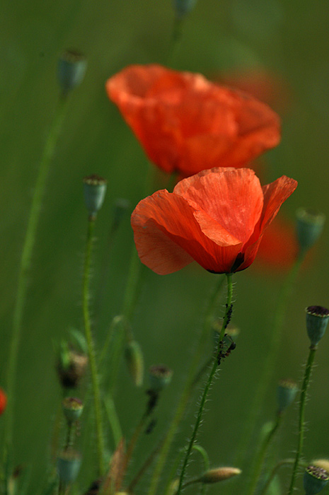 photo "Upward to the poppy" tags: nature, flowers