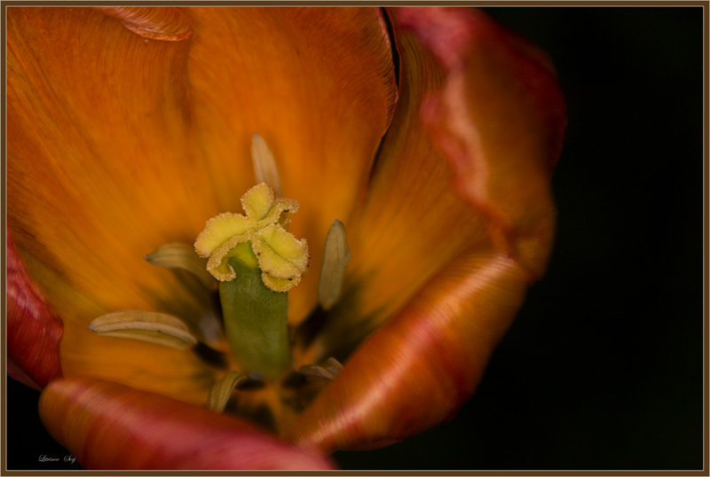 photo "***" tags: nature, flowers