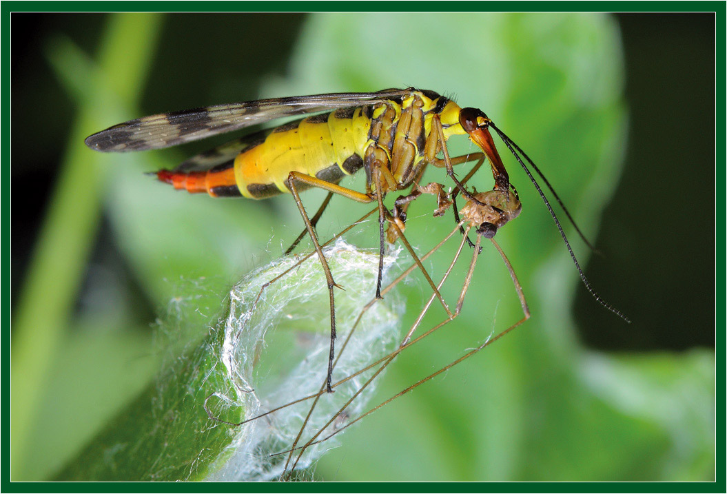 фото "Завтрак мухи-скорпиона" метки: макро и крупный план, природа, насекомое