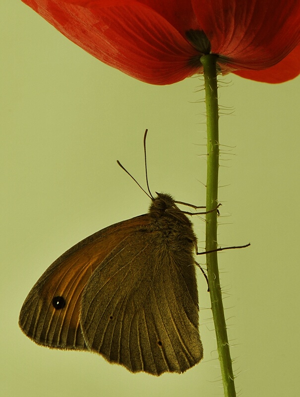 photo "***" tags: macro and close-up, 