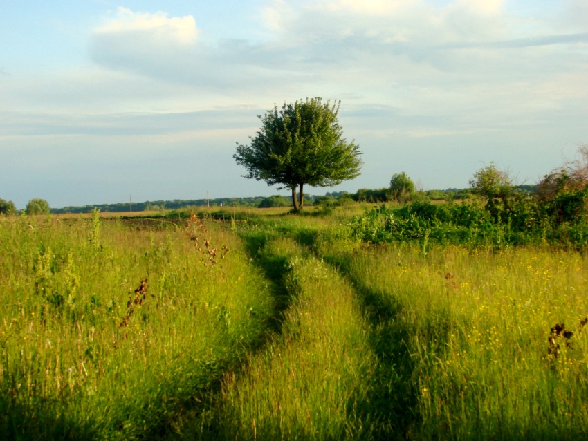 photo "Summer" tags: landscape, summer