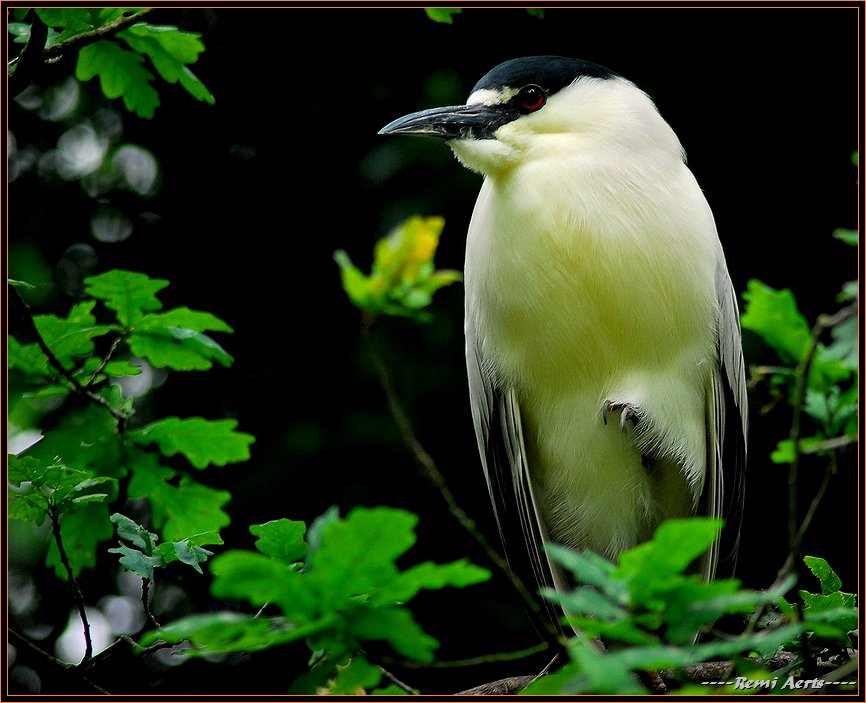 photo "I see you" tags: nature, reporting, wild animals