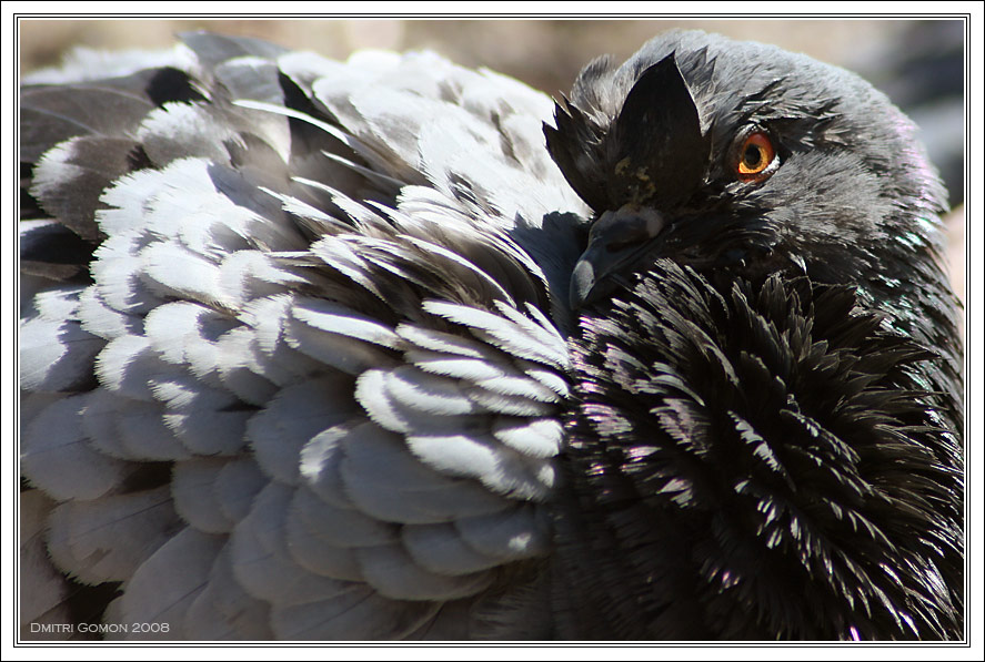 photo "Watcha looking at...!?" tags: nature, wild animals