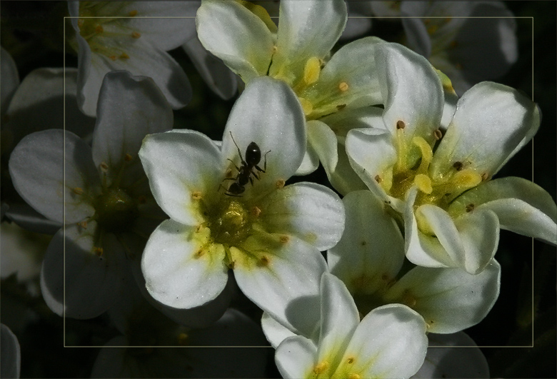 фото "Маленький исследователь" метки: природа, макро и крупный план, цветы
