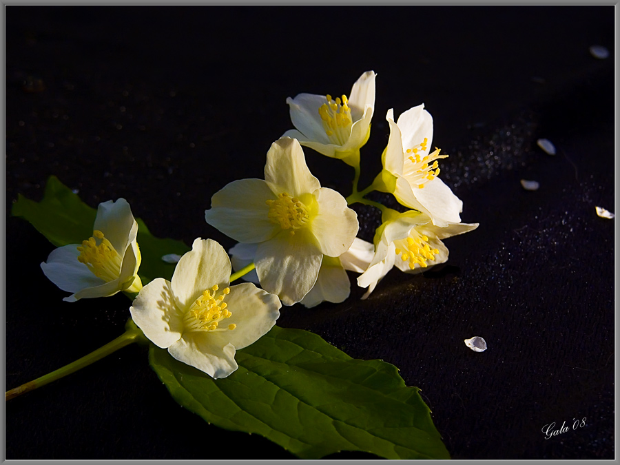 photo "The aroma" tags: nature, flowers