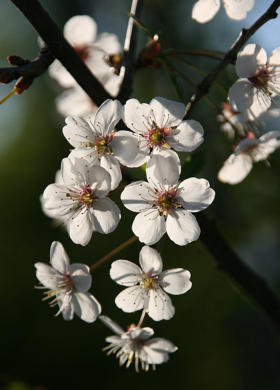 photo "***" tags: nature, flowers