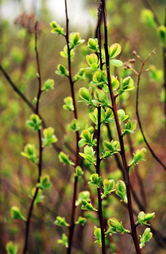 photo "Nothern Spring" tags: landscape, nature, flowers, forest