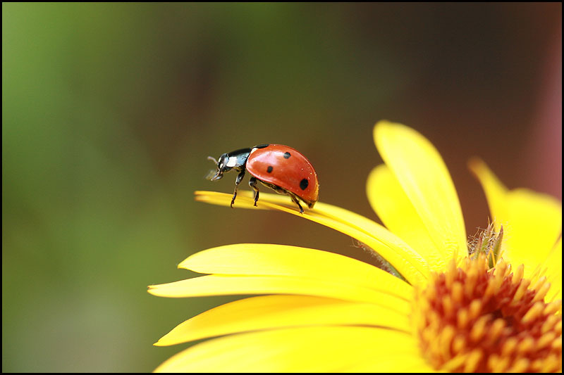 photo "***" tags: nature, macro and close-up, insect