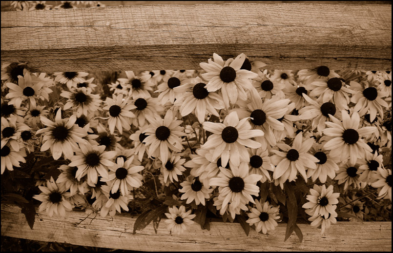 photo "***" tags: nature, macro and close-up, flowers