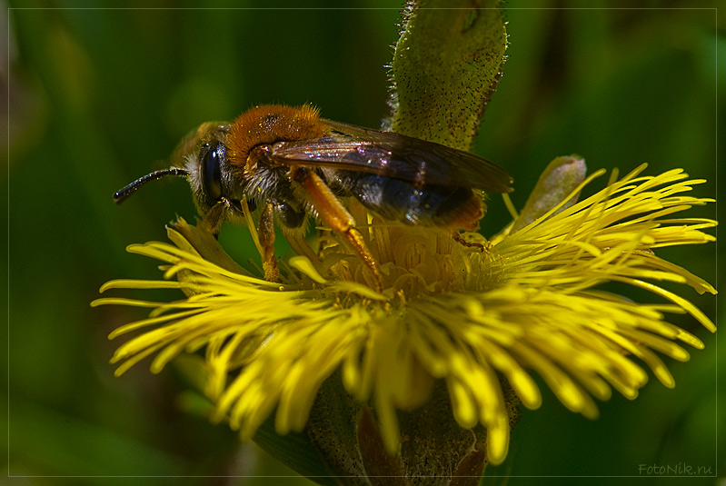 photo "*" tags: nature, misc., insect