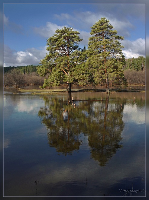 фото "Две сосны" метки: , 