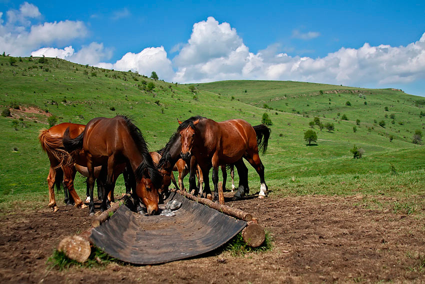 photo "***" tags: landscape, nature, pets/farm animals