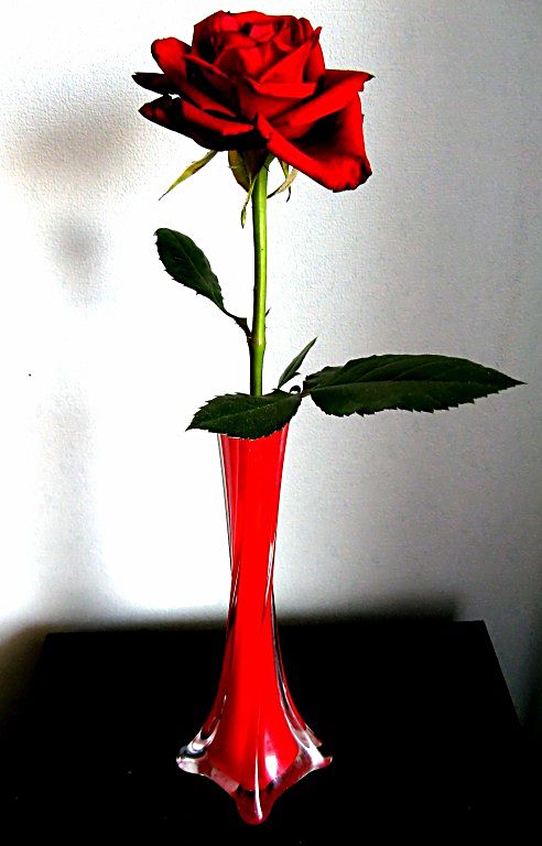 фото "красная роза..." метки: природа, цветы