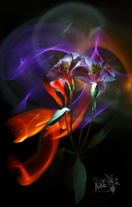 photo "0463 ("The painting of light - Sketches")" tags: still life, nature, flowers