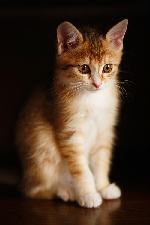 фото "* * *" метки: природа, домашние животные