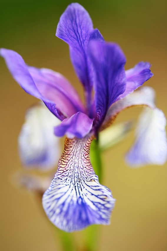 photo "***" tags: nature, flowers