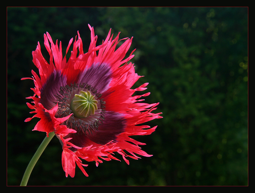 photo "high??" tags: nature, 