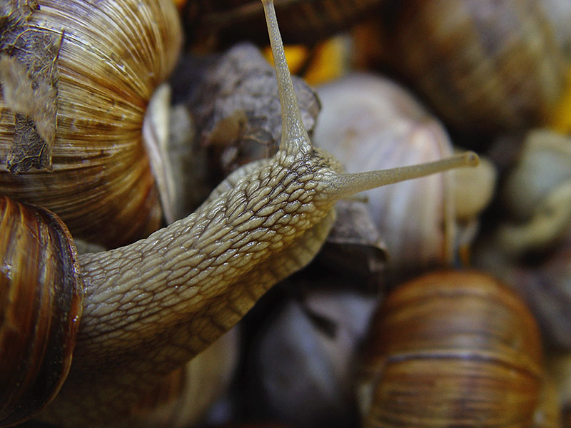 photo "***" tags: macro and close-up, 