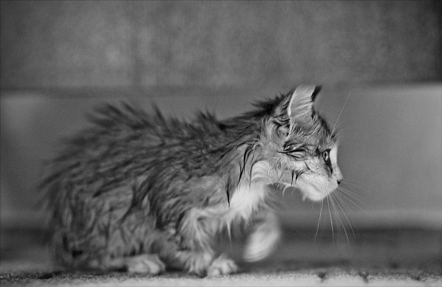 фото "* * *" метки: природа, домашние животные