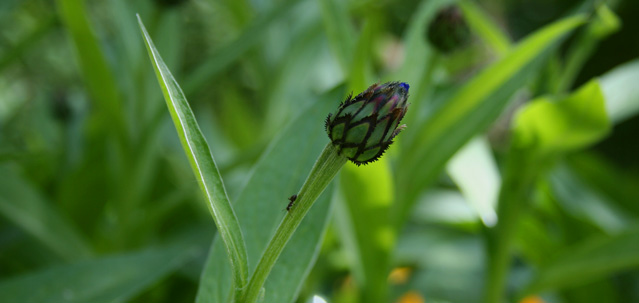 photo "traveling alone" tags: nature, flowers, insect