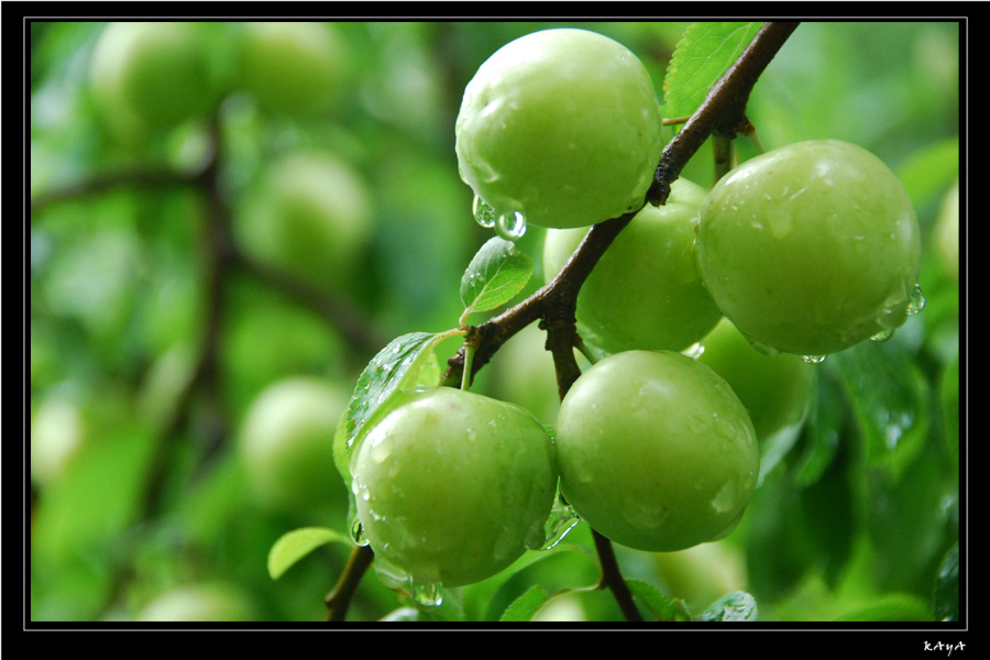 photo "Rainly Plums" tags: macro and close-up, 