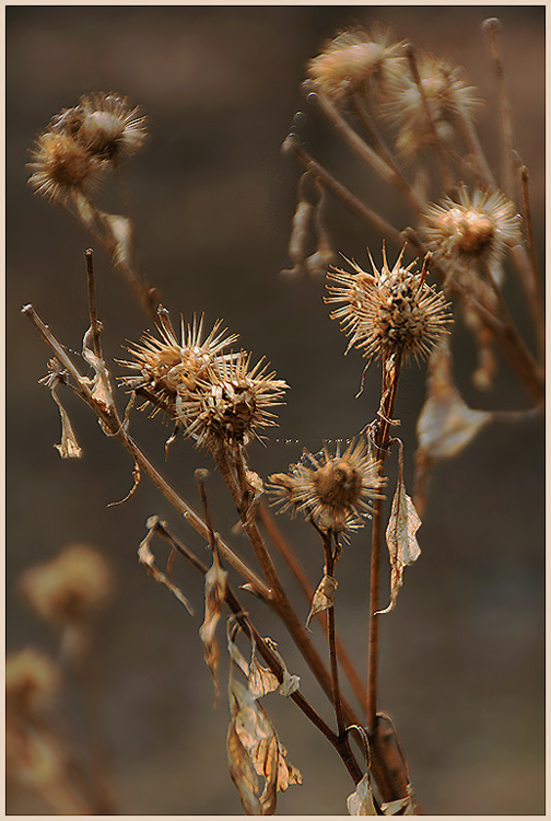photo "Everybody has the sorrow..." tags: nature, still life, flowers