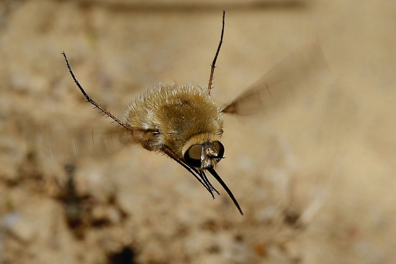photo "Bombylius major" tags: nature, macro and close-up, insect