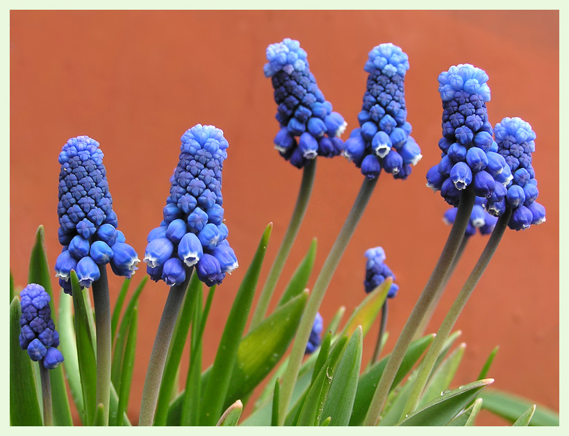photo "Muscari" tags: nature, macro and close-up, flowers
