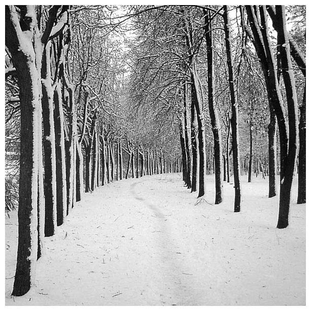 photo "Winter in the Spring" tags: landscape, black&white, winter