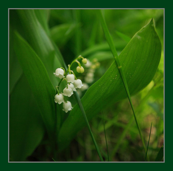 photo "Landyshi blossom." tags: nature, 