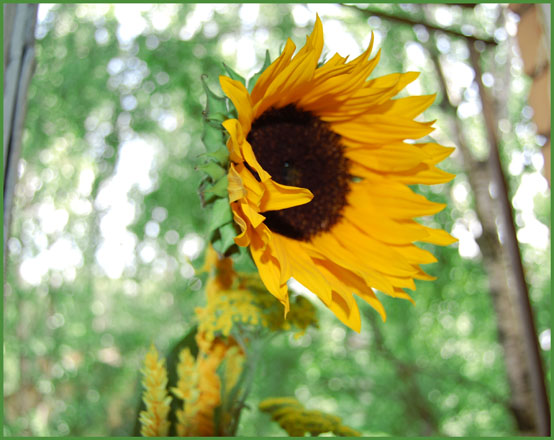 фото "Солнце" метки: природа, цветы