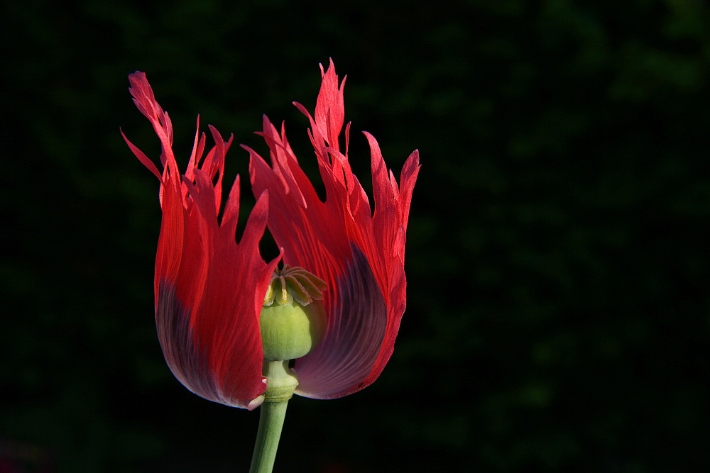 photo "Mohn in the fire" tags: nature, flowers