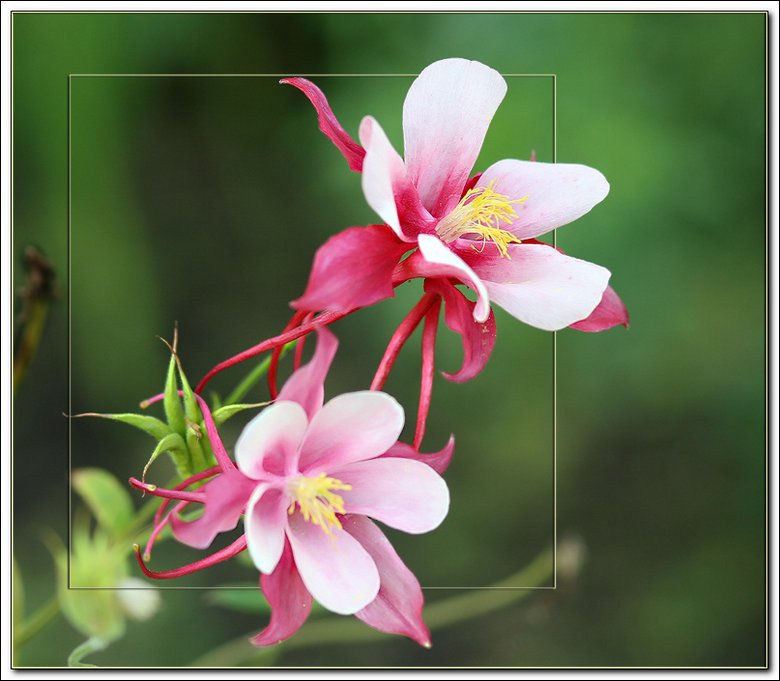 photo "In flight!" tags: nature, macro and close-up, flowers