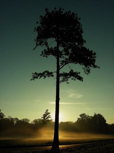 photo "Дерево" tags: landscape, nature, 