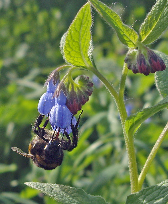 photo "***" tags: nature, flowers, insect