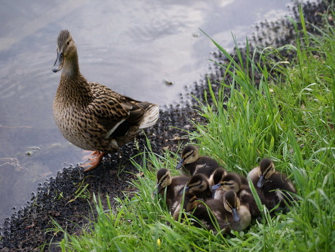 photo "***" tags: nature, wild animals