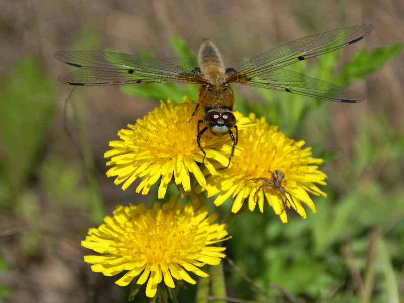 photo "***" tags: nature, insect