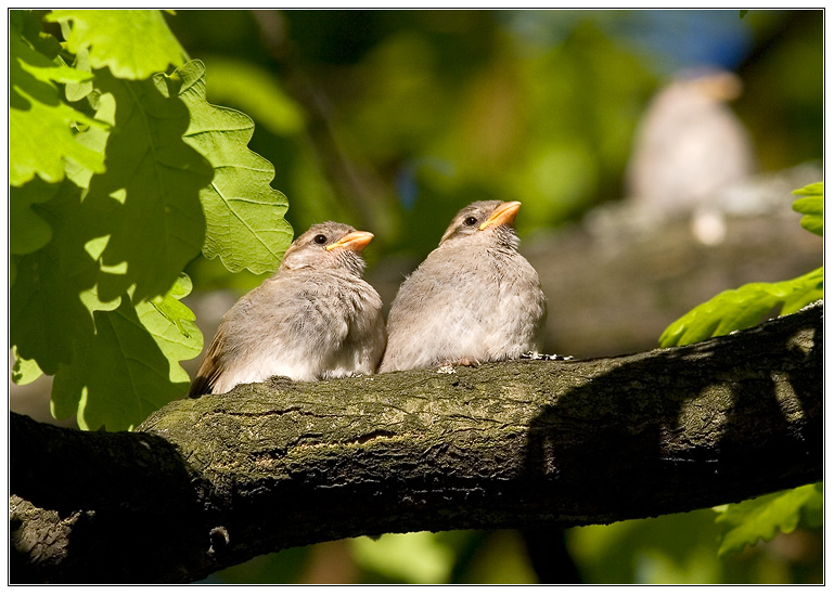 photo "***" tags: nature, wild animals