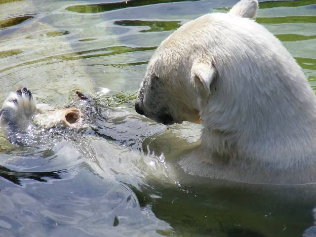 photo "Polar bear lunch." tags: reporting, 