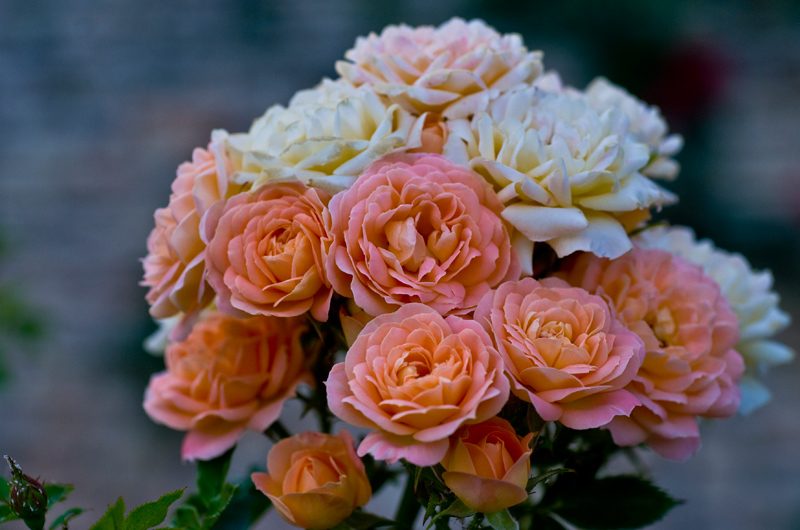 photo "Roses" tags: nature, flowers